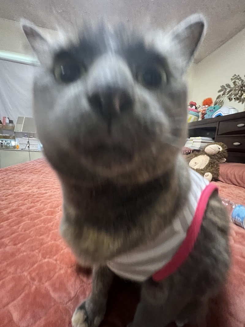 Bright Plastic Surgery logo